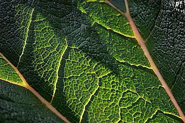 Vegetal